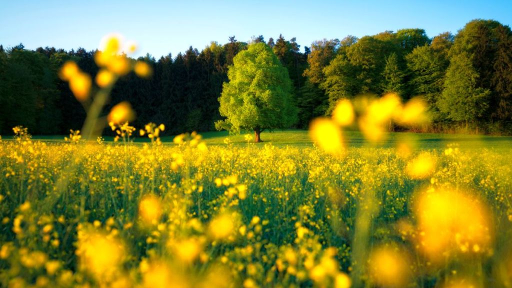 Free 4K Photo Wallpaper&nbsp;004